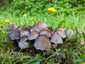 Barnapikkelyes tintagomba (Coprinopsis romagnesiana), Budapest